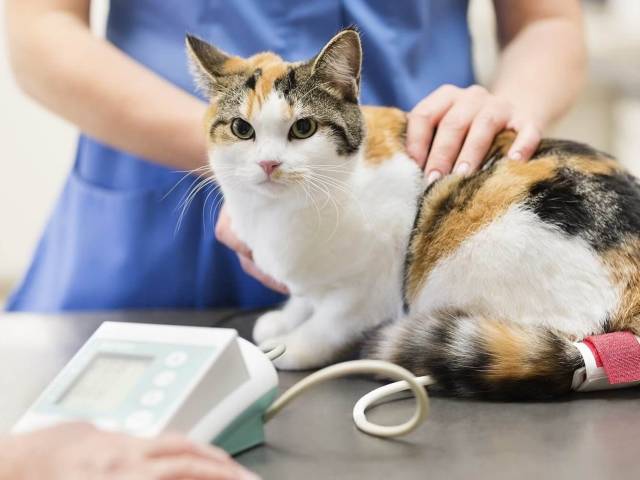 Kedi Kısırlaştırma