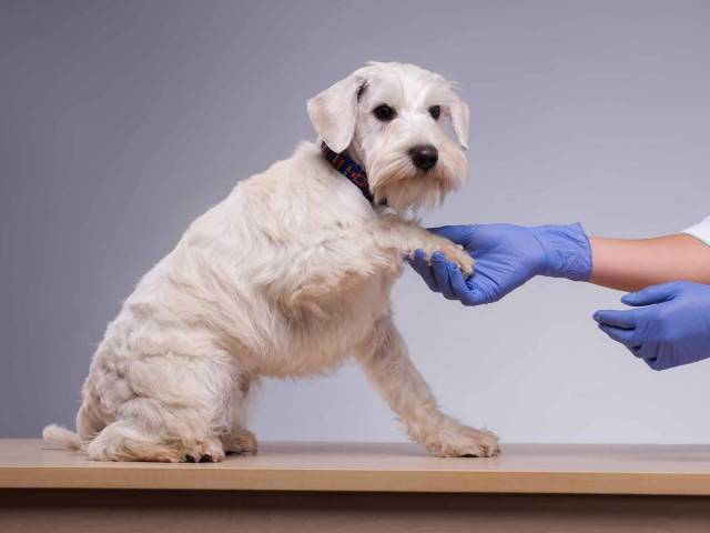 Köpek Kısırlaştırma